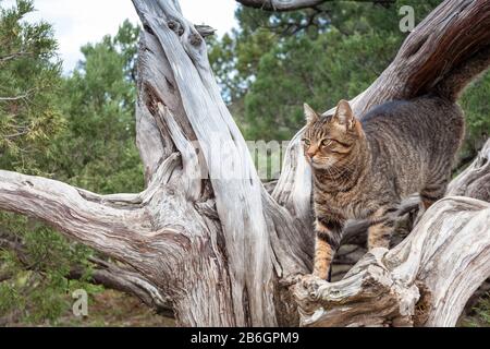 Tabby cat stands on a tree branch, looks away, soft focus.. Stock Photo