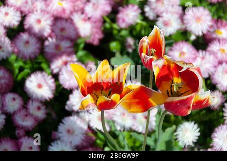 Close up of yellow and orange tulips in bright sunlight, against a background of blurred China Aster Sea Starlet Pink flowers. Stock Photo