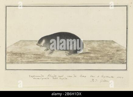 Chrysochloris Asiatica Cape Golden Mole Robert Jacob Gordon C 1777 Jpg Rfnj4c Stock Photo 233429852 Alamy