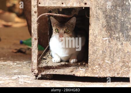 Domestic cat inside New Market, Kolkata Stock Photo