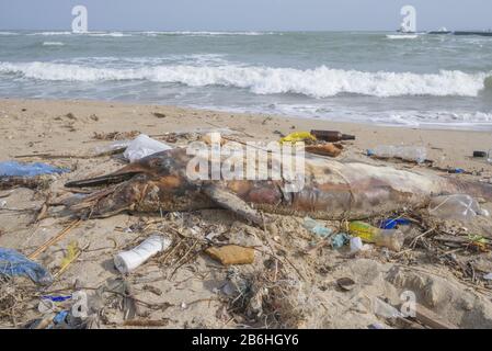 Dead Dolphin washed up on the sandy beach is surrounded by plastic garbage, bottles, plastic bags and other plastic debris, Plastic marine pollution Stock Photo