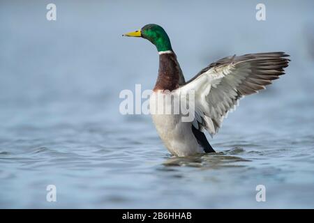 Mallard duck (Anas platyrhynchos) adult male stretching its wings on a lake, Cambridgeshire, England Stock Photo