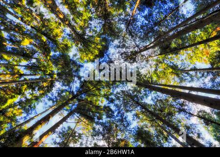 Bottom up view from ground along straight tall trunks of pine trees to blue sky through green crowns. Stock Photo