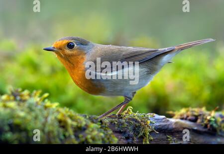 European Robin (erithacus rubecula) active posing on a dense green mossy tree branch near water Stock Photo