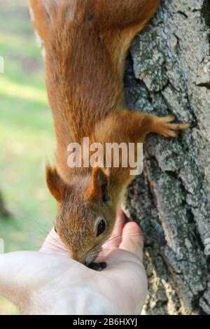 Squirrel on the trunk of the tree eats from the palm Stock Photo