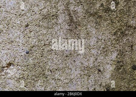 Fragment of concrete wall covered with mold. Abstract background Stock Photo