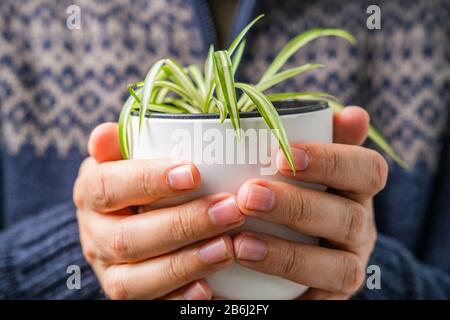 Detail of hand of man in vintage sweater indoors holding and showing the vase with beautiful plant, candid photo, shallow debt of field Stock Photo