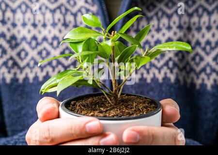 Detail of hand of man in vintage sweater indoors holding and showing the vase with beautiful plant, candid photo, shallow debt of field Stock Photo