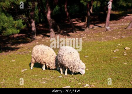 Close-up image of two sheep eating grass on a green farm Stock Photo