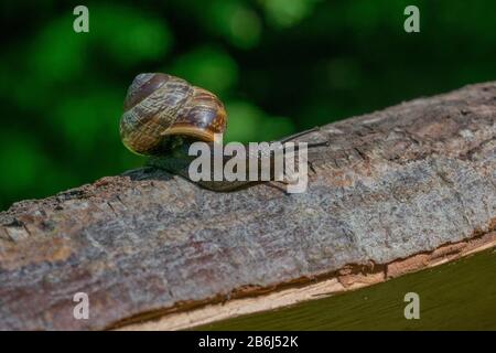 A small brown snail crawling on wood log Stock Photo