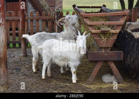 Two white goats eating hay on the farm. Adult and young goats feeding on hay. Stock Photo