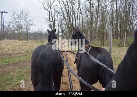 Rear view of pair of beautiful black horses from carriage on rural road Stock Photo