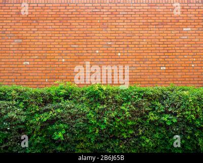 Green bush in front of red brick wall background. Seamless brick wall texture. Stock Photo