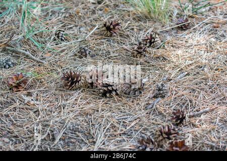 Bunch of opened dry pine cones on the ground. Old brown pine needles on the ground. Stock Photo