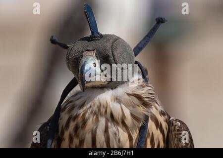 Falcon with hood over his head Stock Photo