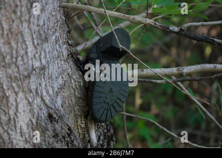 Women's old boot with high heel and black sole on tree in forest Stock Photo