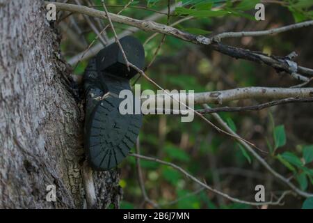 Women's old boot with high heel and black sole on tree in forest Stock Photo