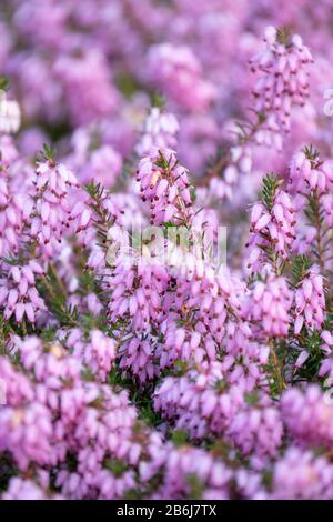 Early spring flowers of Erica carnea R.B. Cooke, Heather R.B. Cooke Stock Photo