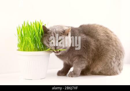 Gray british cat eats grass. Green grass in a flowerpot. Vitamins for cats - germinated oats. Stock Photo