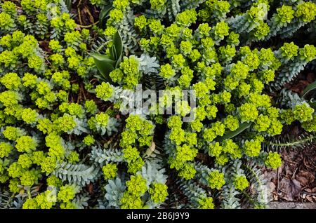Green flowers of Myrtle Euphorbia 'Euphorbia myrsinites', the myrtle spurge, blue spurge or broad-leaved glaucous-spurge Stock Photo