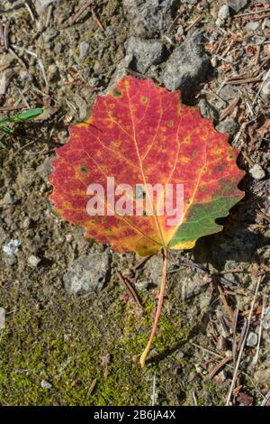 Single red aspen leaf with dewdrops on ground Stock Photo