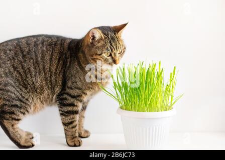 Striped young cat eats fresh green grass. Cat grass, sprouted oats. Natural vitamins for cats. Copy space. Stock Photo