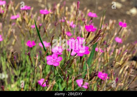 magenta pink fragrant flowers Dianthus, Cheddar Pinks Firewitch. Sweet William flower. Stock Photo