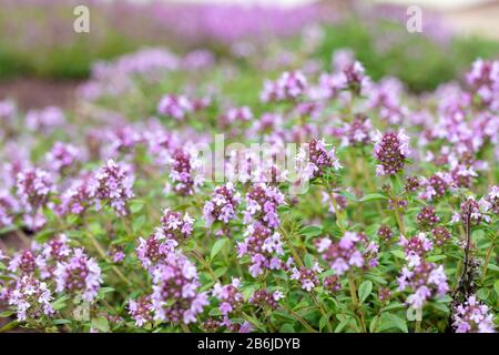 Blooming Breckland Thyme in nature with blurred background. Fresh green Thymus Serpyllum herbs with pink flowers in garden. Stock Photo