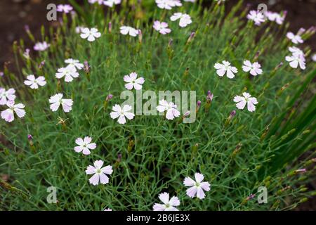 pink and white blooming gillyflower carnation flowers. Bright red wild Dianthus barbatus. Stock Photo