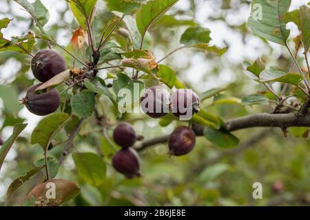 purple star apple fruits or cainito fruits on apple tree. Stock Photo