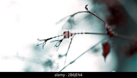 RED DRY LEAVES FELL DURING AUTUMN PHOTOGRAPHED IN A CLOUDY WHITE SKY Stock Photo