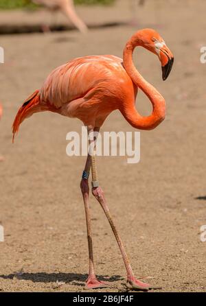 bright-orange-flamingo-