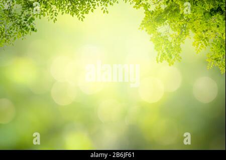 Leaf background bokeh blur green background Stock Photo
