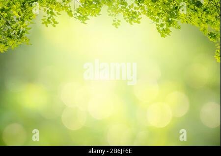 Leaf background bokeh blur green background Stock Photo