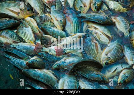 Labors are unloading different types of fish from fishing port. Fish is a great means of fighting food insecurity and climate change in Bangladesh. Stock Photo