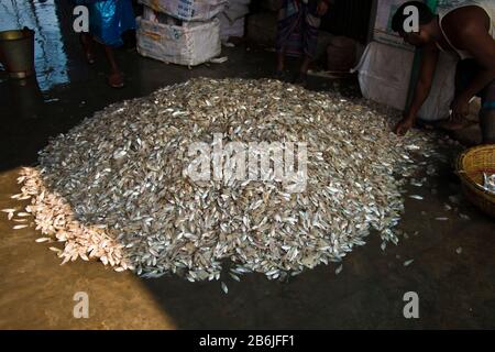 Labors are unloading different types of fish from fishing port. Fish is a great means of fighting food insecurity and climate change in Bangladesh. Stock Photo