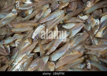 Labors are unloading different types of fish from fishing port. Fish is a great means of fighting food insecurity and climate change in Bangladesh. Stock Photo