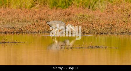 great blue heron in the water with caught small fish in beak, wild Stock Photo