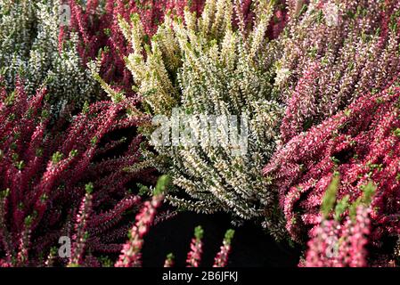 colorful flowers of Calluna vulgaris plants Stock Photo
