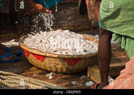 Labors are unloading different types of fish from fishing port. Fish is a great means of fighting food insecurity and climate change in Bangladesh. Stock Photo