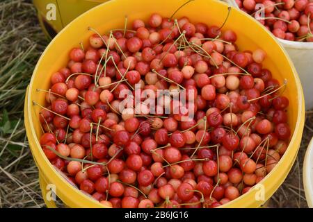 Yellow bucket full of cherries Stock Photo