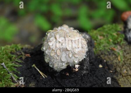 Puffball mushroom covered in raindrops forest background Stock Photo