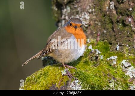 European Robin Redbreast (Erithacus rubecula) perched on a tree branch in Spring (March) looking at the camera in West Sussex, England, UK. Stock Photo
