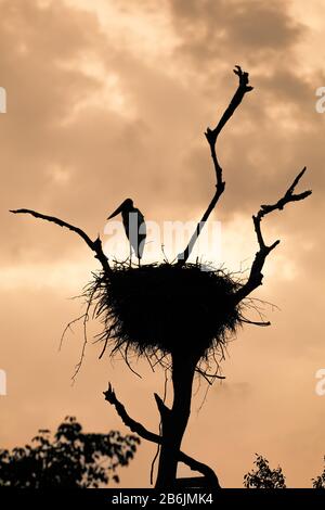 Silhouette of a Jabiru Stork Standing on its Nest in Pantanal, Brazil Stock Photo