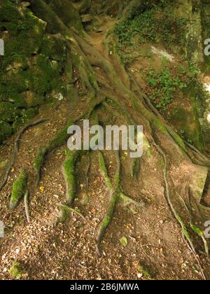 Tree roots in a forest in Wales Stock Photo - Alamy