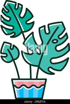 Monstera deliciosa RGB color icon. Swiss cheese plant. Philodendron. Indoor tropical plant with split leaves. Decorative leafy houseplant. Home Stock Vector