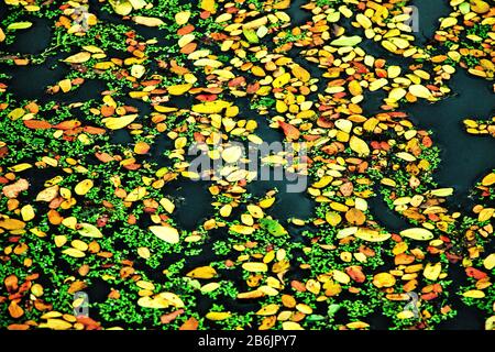 Habitat plays an important role in pond ecosystem. These habitats are important for small fishes and other aqua-animal. It keeps the nature enrich. Stock Photo