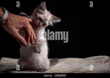 Baby cat playing with hand gray fluffy kitten on a black background is played jumping and biting. Favorite pet sits on the litter. Feline shelter. Stock Photo