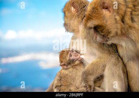 Monkey family basking under the tropical sun. females are breastfeeding young Stock Photo