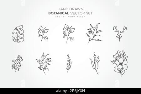 Botanical monoline elements vector set with transparent color background. Stock Vector
